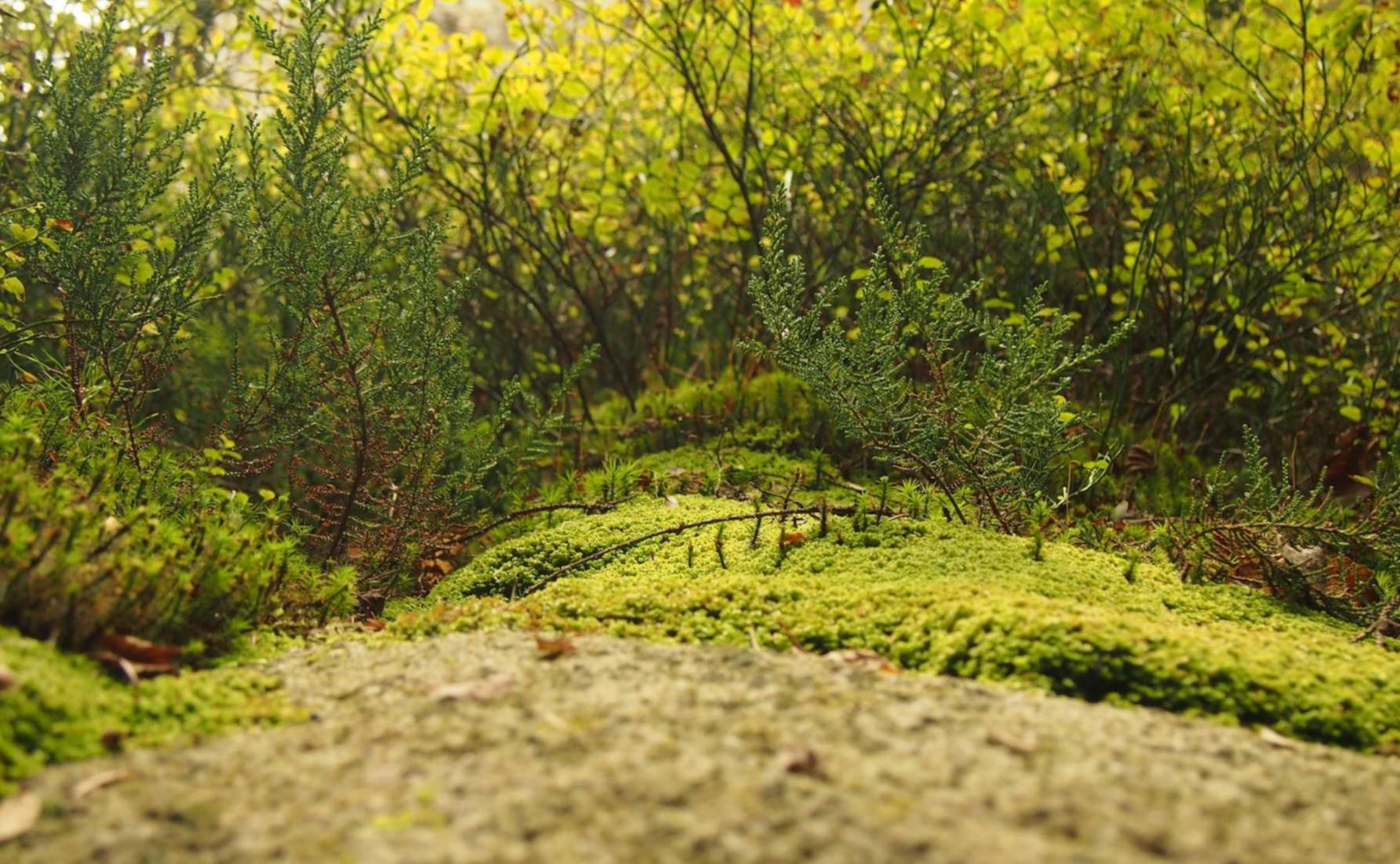 澳门高希霸俱乐部（50支）：台前代理商标注册有哪些